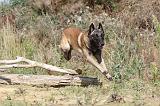 MALINOIS 212